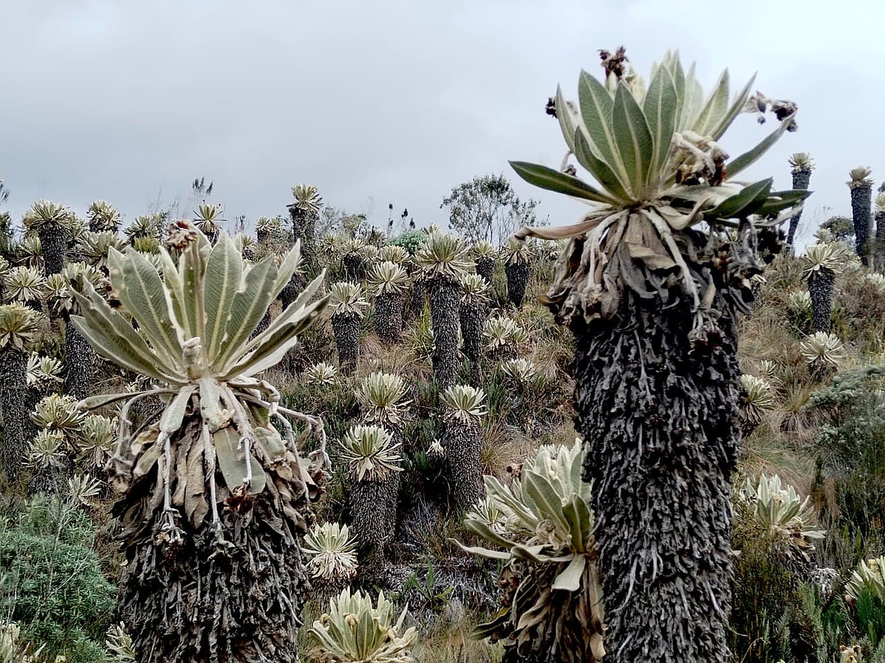 paisaje de frailejones